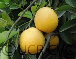 Wheeny grapefruit cvc002.jpg