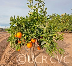 Whitley navel orange crc4195_002.jpg