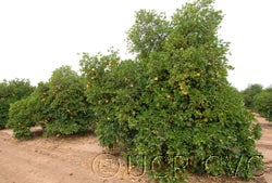 Whitney Marsh grapefruit cvc01_000.jpg
