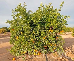 Wiffen navel orange rc4083_003.jpg