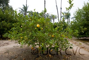 Wild lemon hybrid crc3300002.jpg