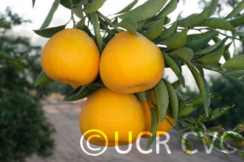 Willial tangelo crc4147001.jpg