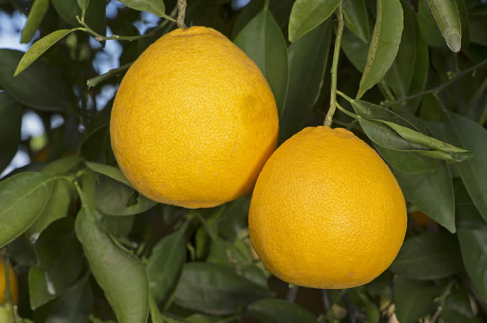 Willial tangelo crc4147004.jpg