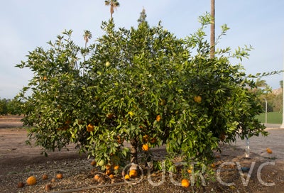 Wincia tangor crc4148003.jpg