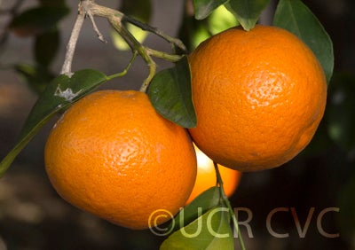 W. Murcott Afourer crc3953003.jpg