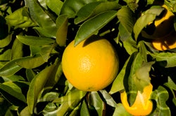 Workman navel orange crc3320002.jpg