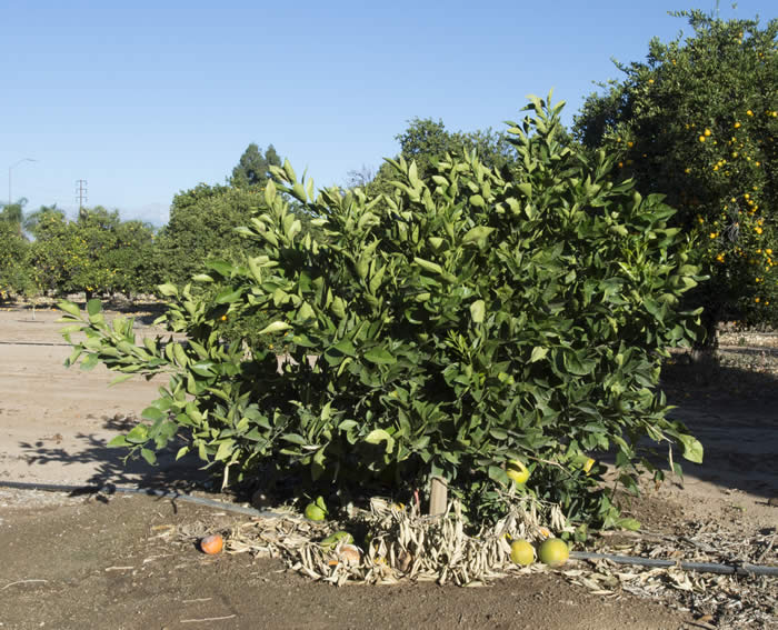 Workman navel orange crc3320003.jpg