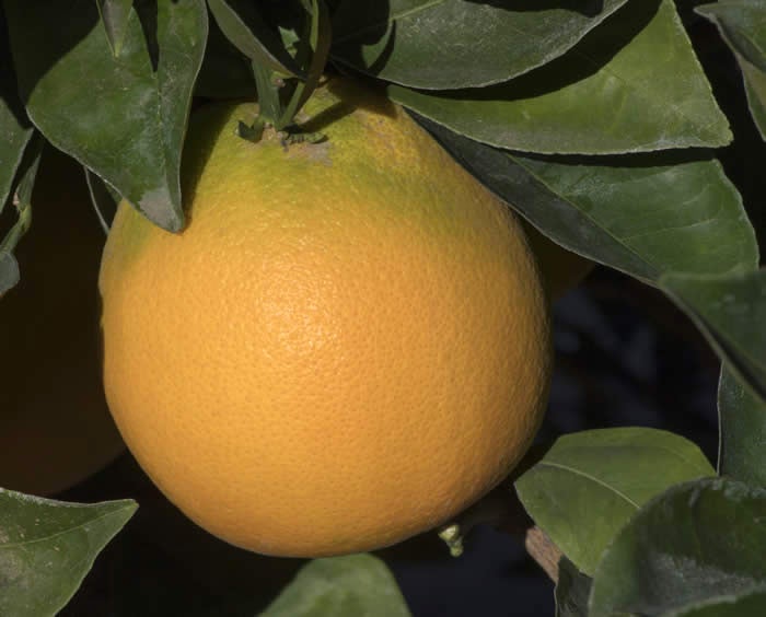 Workman navel orange crc3320005.jpg