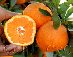 Xie Shan Satsuma mandarin CRC4081 6