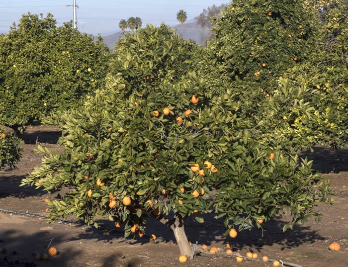 Xuegan sweet orange crc3984005.jpg