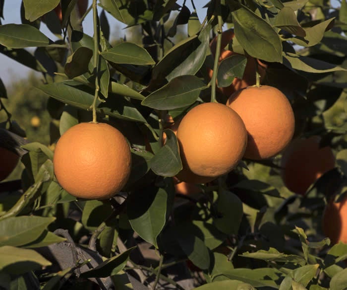 Xuegan sweet orange crc3984006.jpg