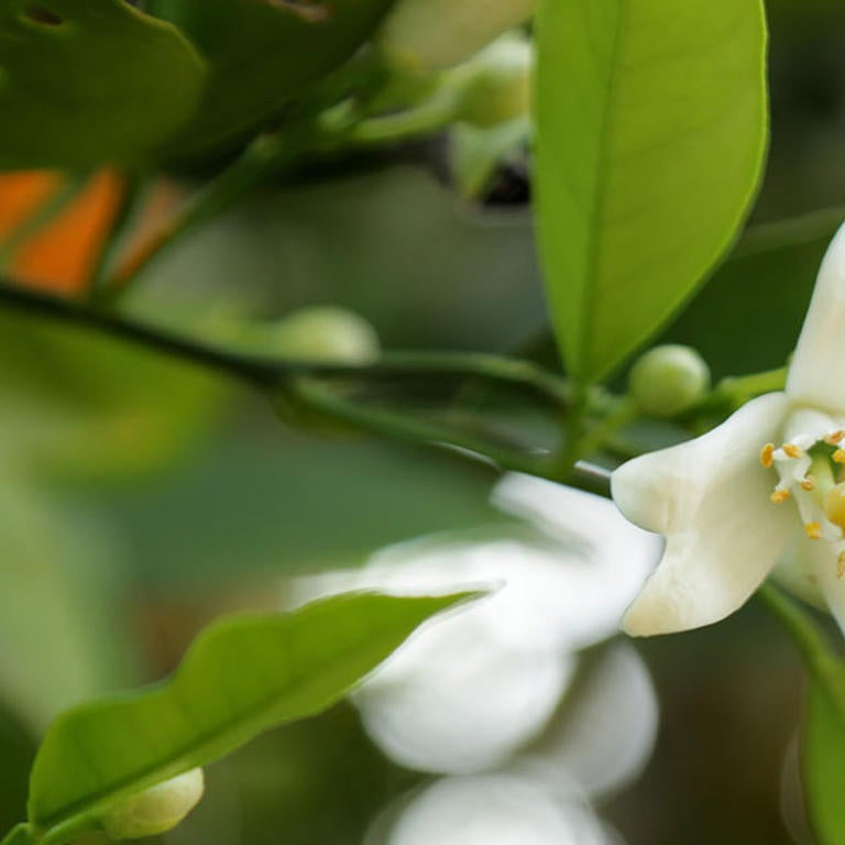 orange blossoms (c) UCR / Stan Lim 
