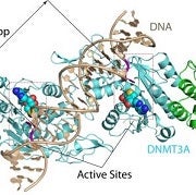 enzymecomplexcancerarchive