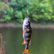 fish on hook