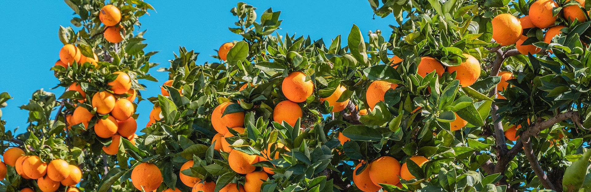 UCR Citrus Field Day for Growers & Industry Members