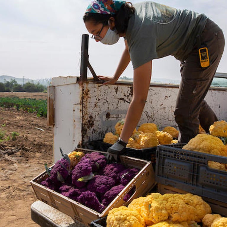 UCR R'Garden, truck with student and cauliflower (c) UCR / Stan Lim