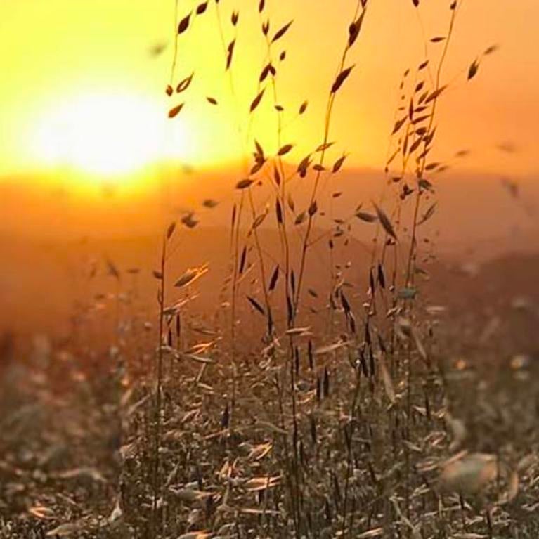 In memoriam / Sunset at Sycamore Canyon, Riverside (c) Ilse Ungeheuer