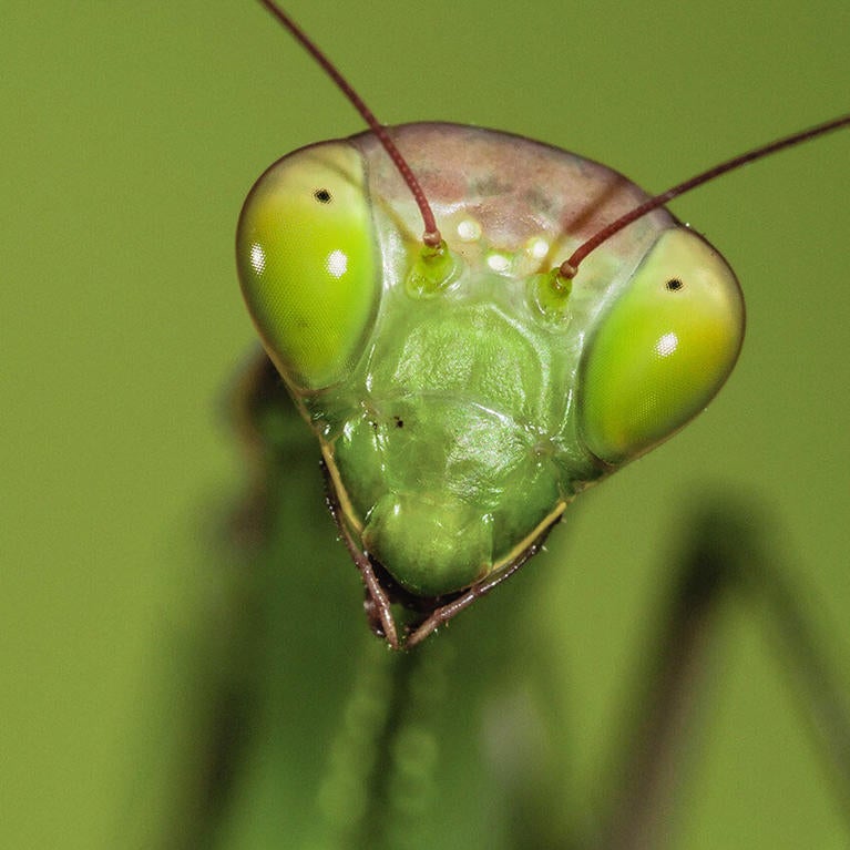 head of a praying mantis