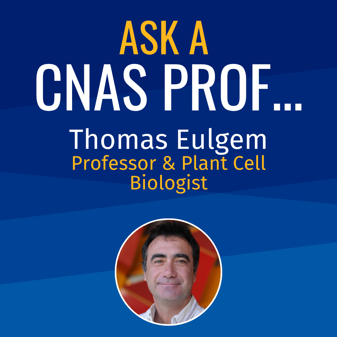Ask a CNAS Prof Thomas Eulgem
