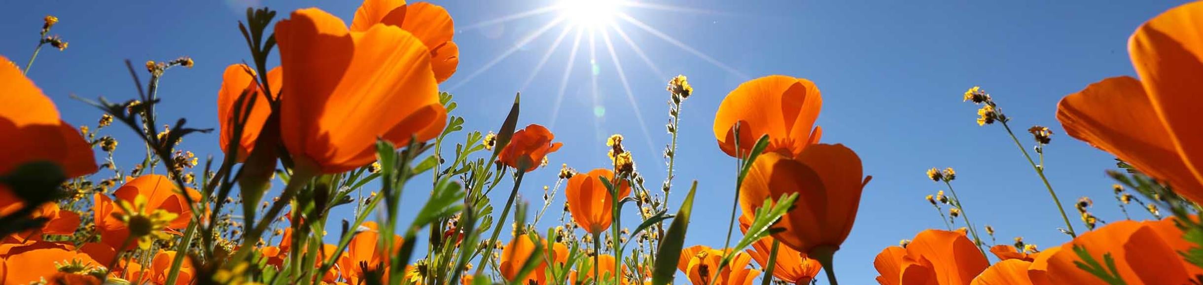 (c) UCR / Stan Lim - UCR Motte Rimrock Reserve, poppies