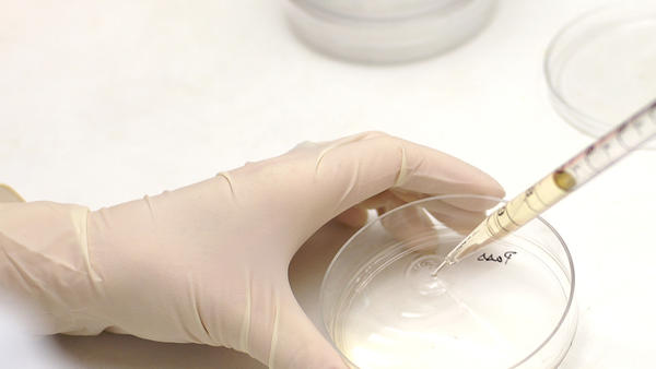 preparing a petri dish (c) UCR