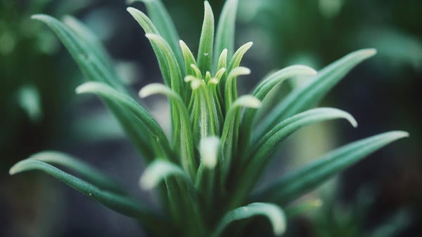 Herbarium collection specimen (c) Kristine Tanne 1549498 unsplash