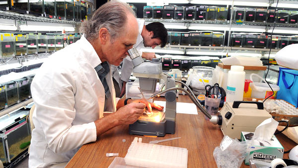 (c) UCR - Professor Davi Reznick looking through a microscope in a biology lab