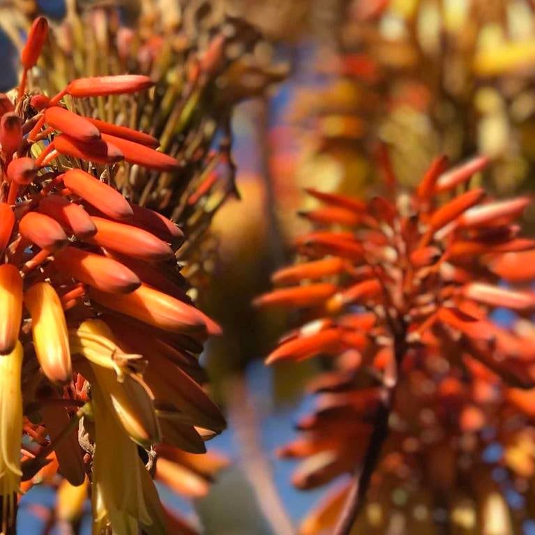 UCR Botanic Gardens (c) UCR / Ilse Ungeheuer