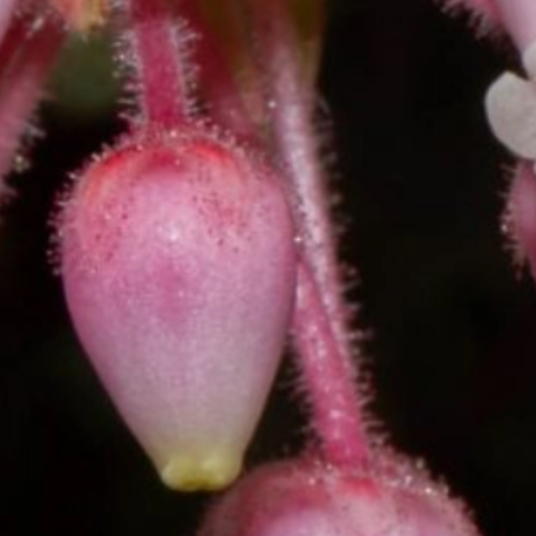 NRS CEC Spring 21 Cover Issue