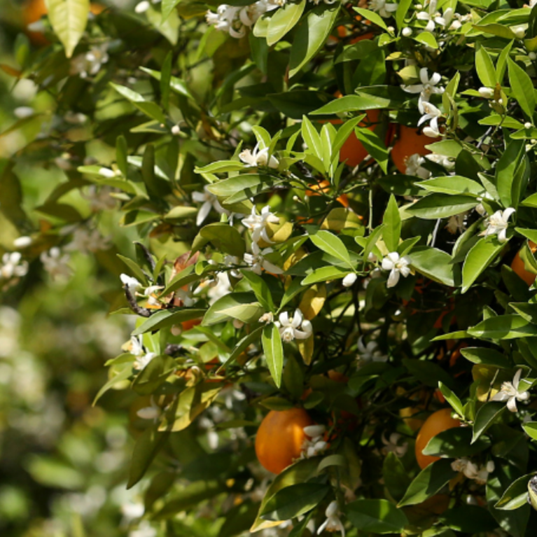 Citrus tree in bloom