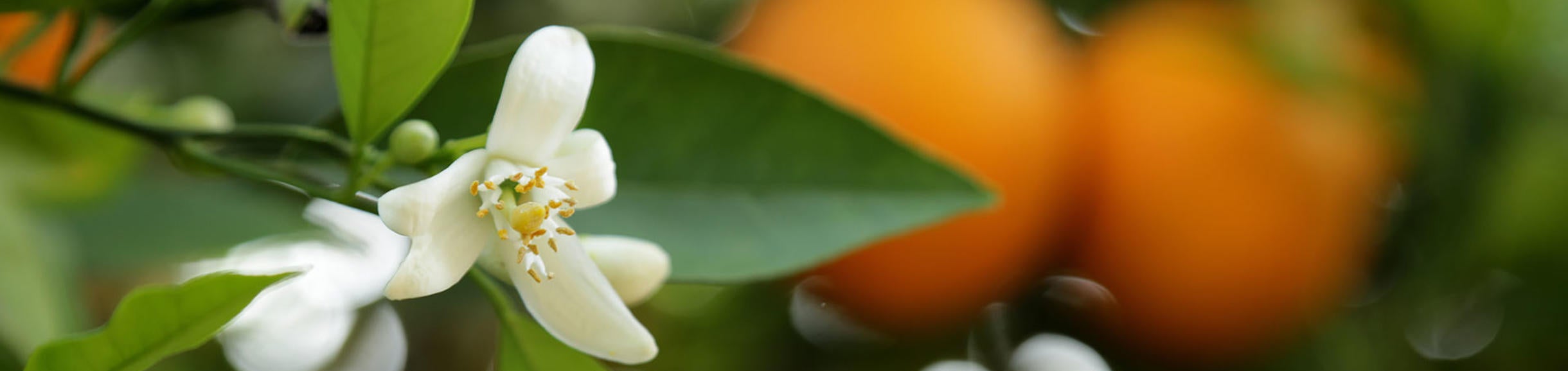 Orange blossoms (c) UCR/ Stan Lim2019