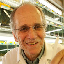 David Reznick (c) UCR