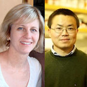 1_29_baileyseres_yin