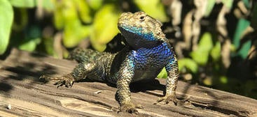 Lizard in UCR Botanic Gardens (c) UCR / Ilse Ungeheuer