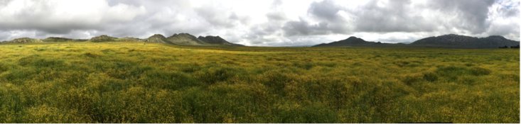 Oncosiphon piluliferum, or stinknet field