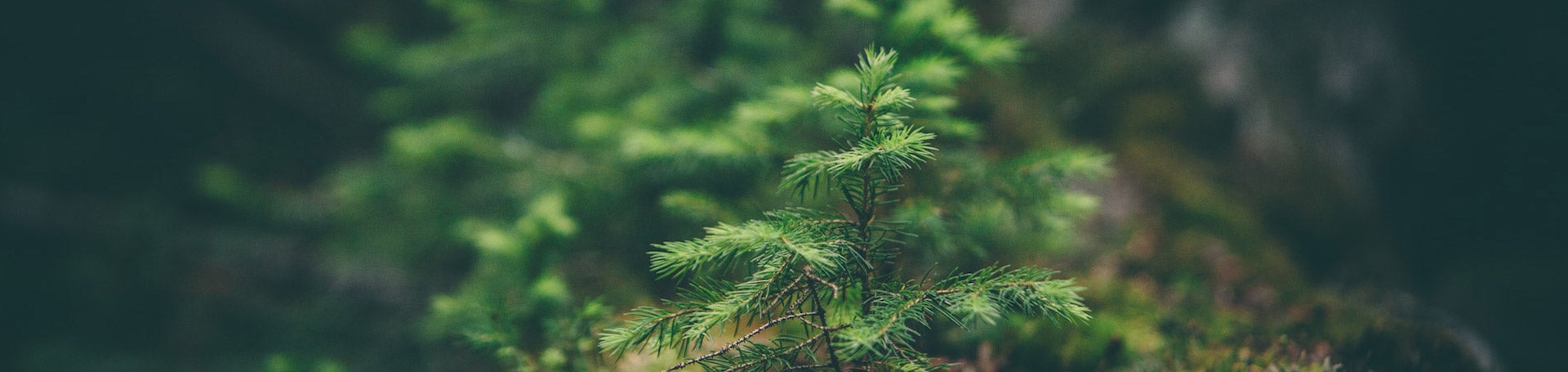 conifer sapling (c) Matthew Smith unsplash