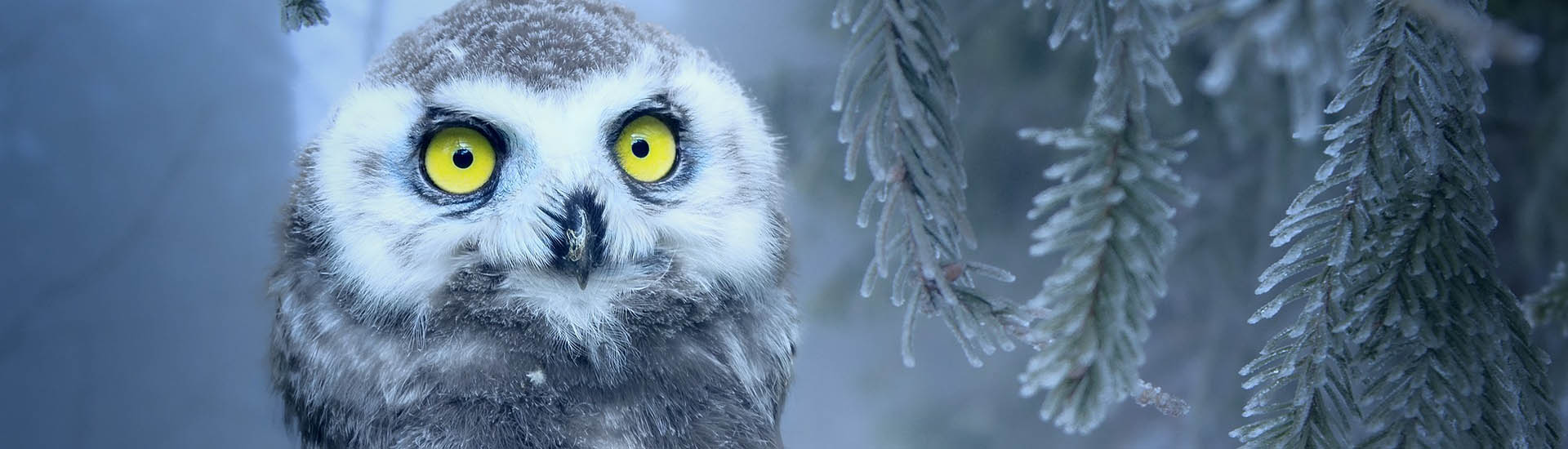 Alert snow owl looking at you, kid / pixabay.com 550 px