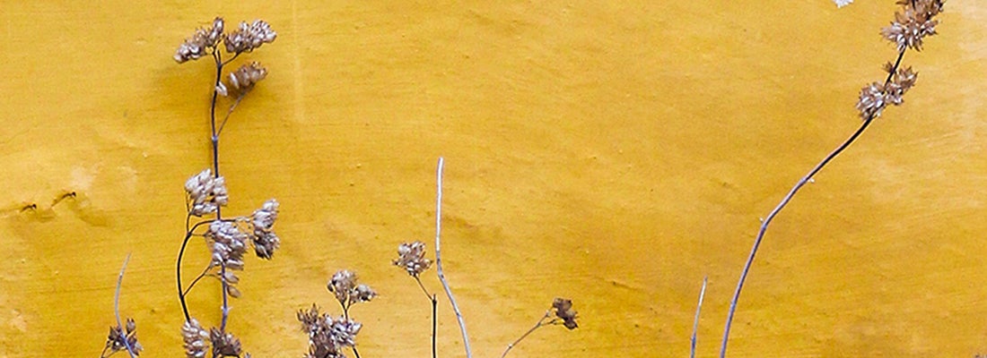 Flowers on yellow background