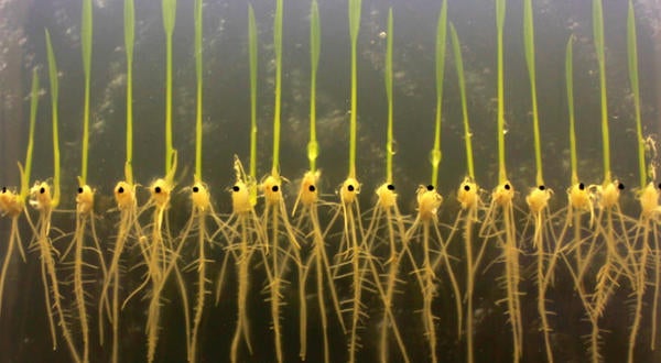 Rice seedlings