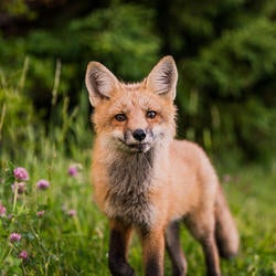 fox (c) Scott Walsh unsplash