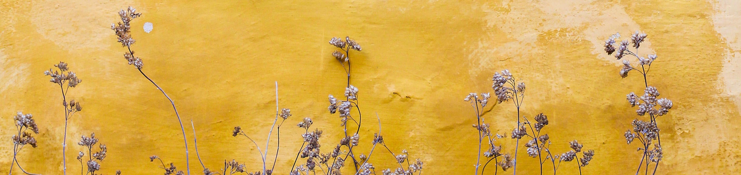 purple flowers on a yellow textured background (c) unsplash
