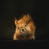 squirrel (c) Geran de Klerk unsplash