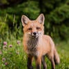fox (c) Scott Walsh unsplash