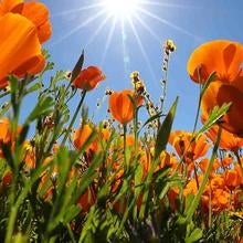 Motte Rimrock Natural Reserve, poppy field, (c) UCR, Stan Lim 2019
