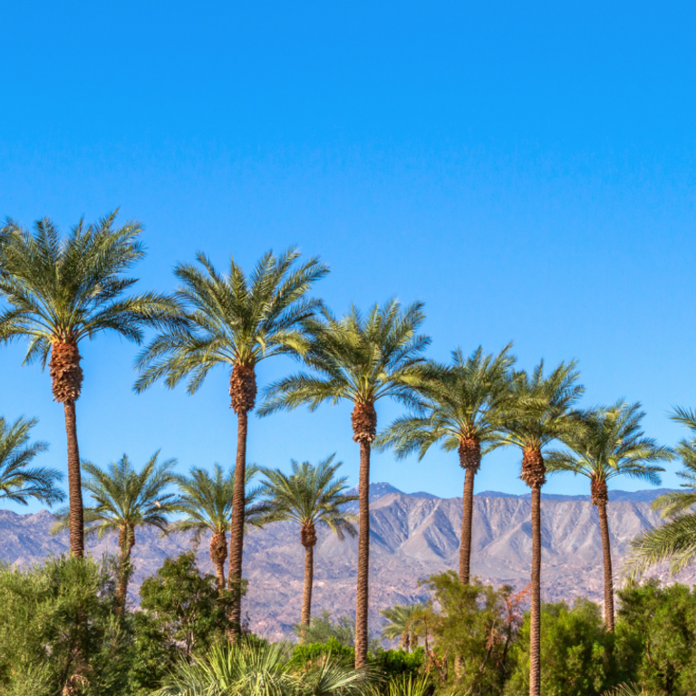 A line of palm trees