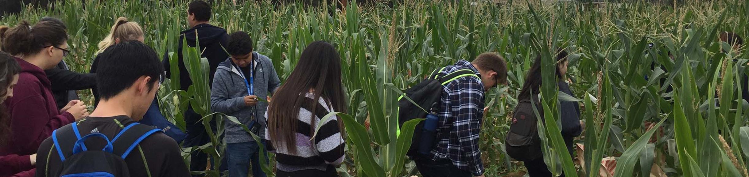 fields | dynamicgenome