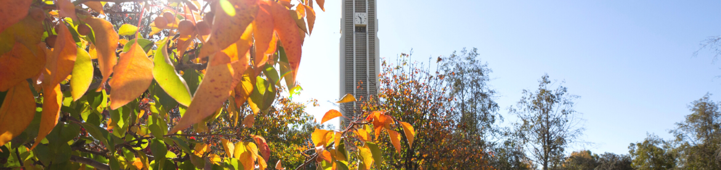UCR bell tower with trees in foreground