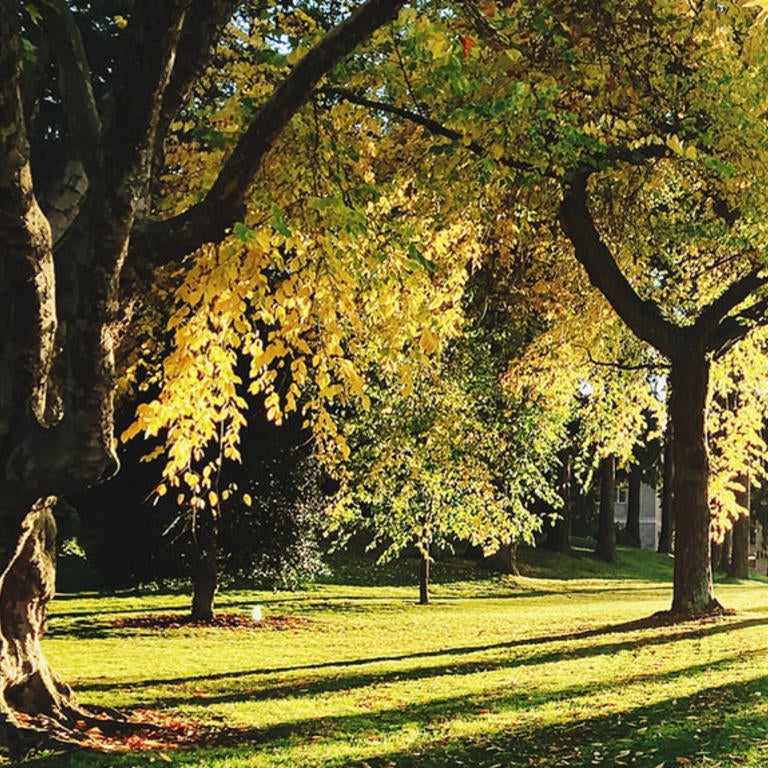sunbeam through trees (c) unsplash