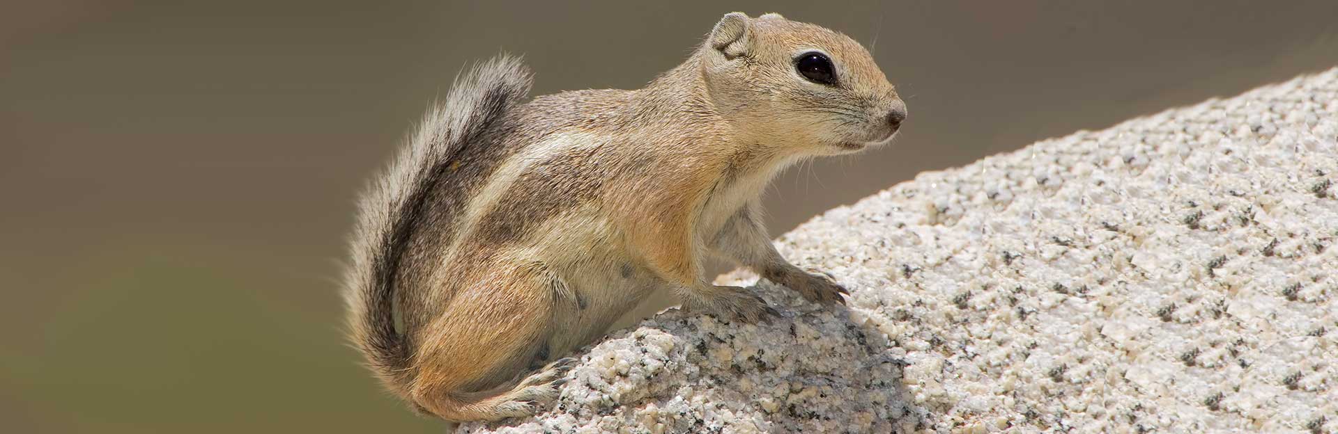 Antelope Ground Squirrel