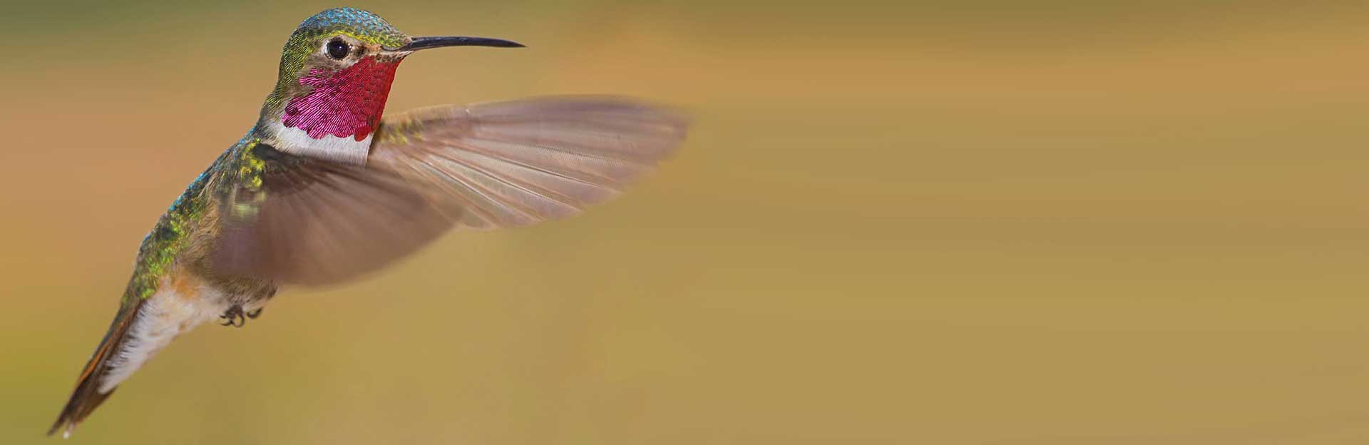broad-tailed hummingbird